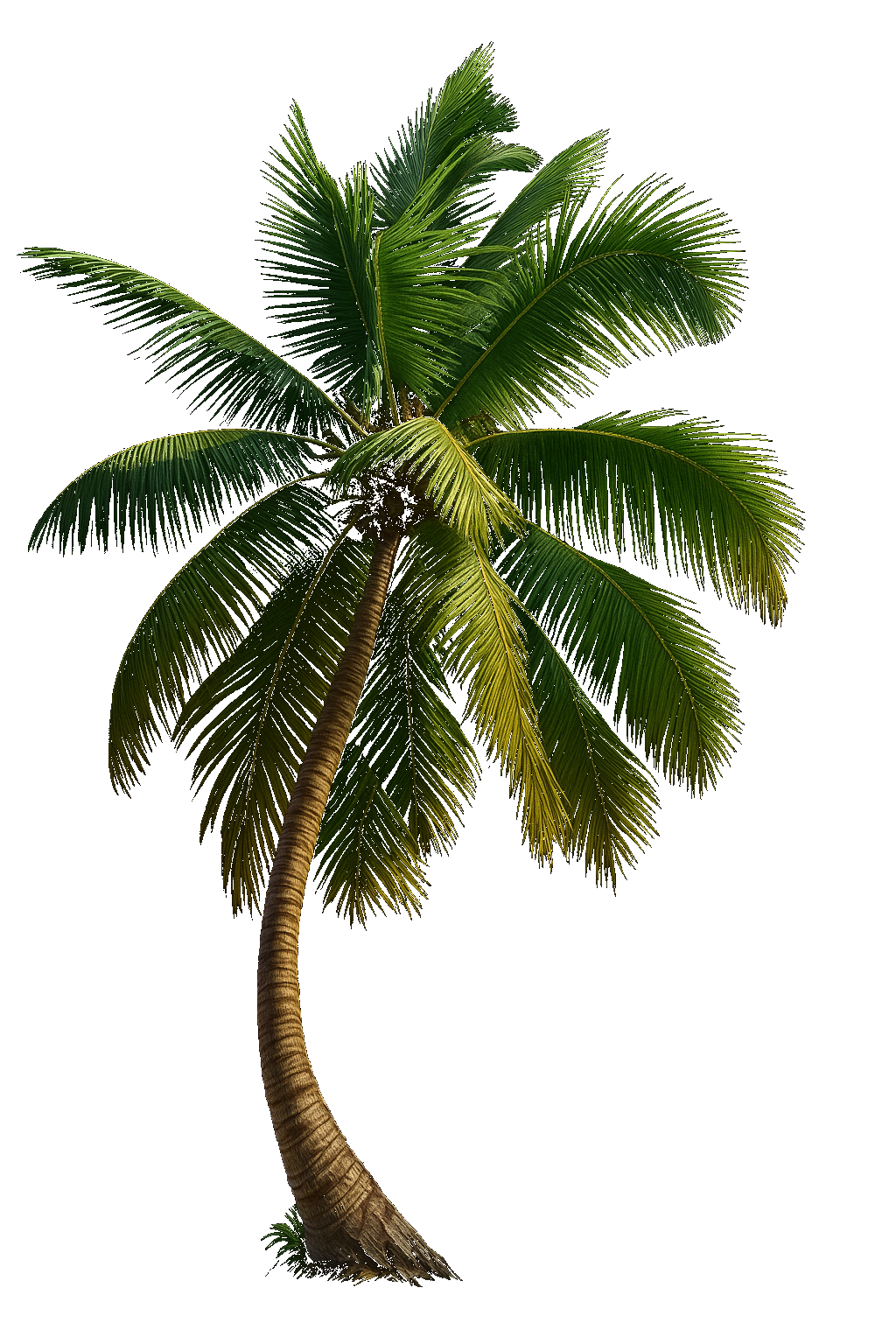 Palm Tree Center